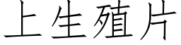 上生殖片 (仿宋矢量字库)