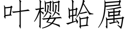 叶樱蛤属 (仿宋矢量字库)