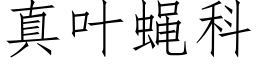 真葉蠅科 (仿宋矢量字庫)