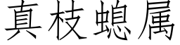 真枝螅属 (仿宋矢量字库)