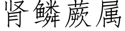 肾鳞蕨属 (仿宋矢量字库)