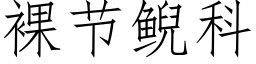 裸節鲵科 (仿宋矢量字庫)