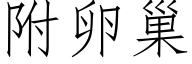 附卵巢 (仿宋矢量字库)