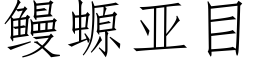 鳗螈亚目 (仿宋矢量字库)