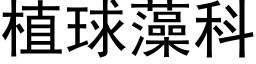 植球藻科 (黑體矢量字庫)