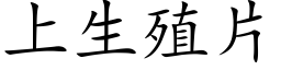 上生殖片 (楷体矢量字库)