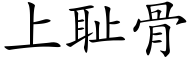 上耻骨 (楷体矢量字库)