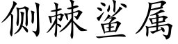 侧棘鲨属 (楷体矢量字库)