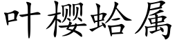 叶樱蛤属 (楷体矢量字库)