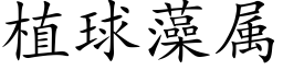 植球藻属 (楷体矢量字库)