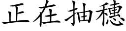 正在抽穗 (楷体矢量字库)