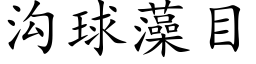 溝球藻目 (楷體矢量字庫)