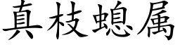 真枝螅属 (楷体矢量字库)