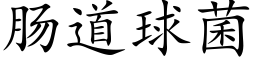 肠道球菌 (楷体矢量字库)