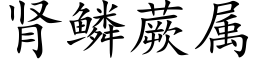 腎鱗蕨屬 (楷體矢量字庫)