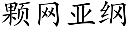 顆網亞綱 (楷體矢量字庫)