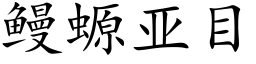 鳗螈亚目 (楷体矢量字库)